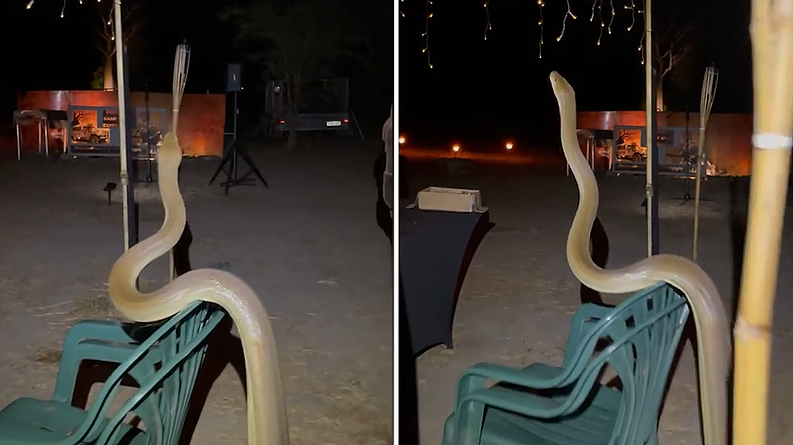 吓呆！5米长蟒蛇闪现西澳晚宴，目击者：是我见过的最大的... （图片） - 2