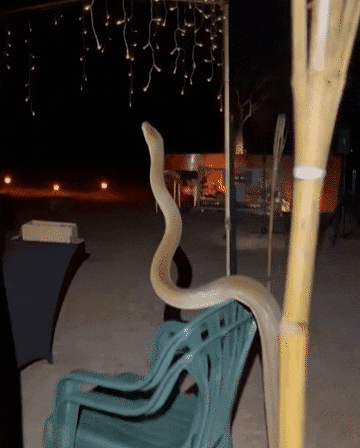 吓呆！5米长蟒蛇闪现西澳晚宴，目击者：是我见过的最大的... （图片） - 4