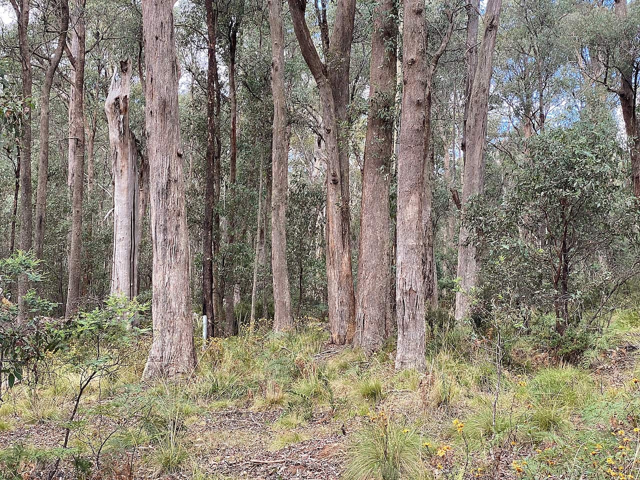 以高大树木为特色的澳大利亚本土丛林