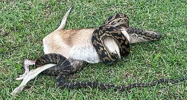 Duke Orme came across the python and wallaby tussling in the grass (pictured) in far north Queensland