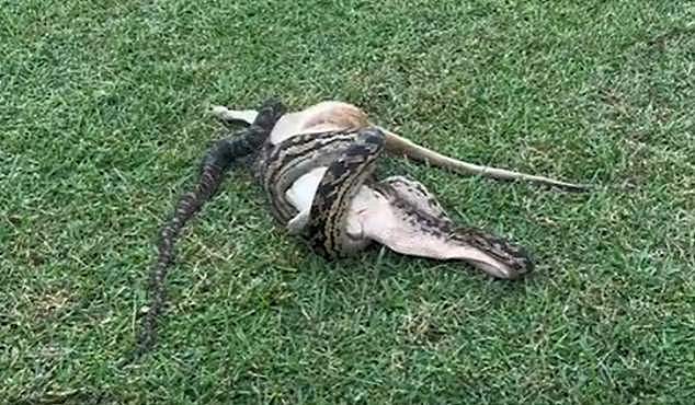 The footage (pictured) showed the snake with its body wrapped around the animal while slowly swallowing it as the wallaby lay listless