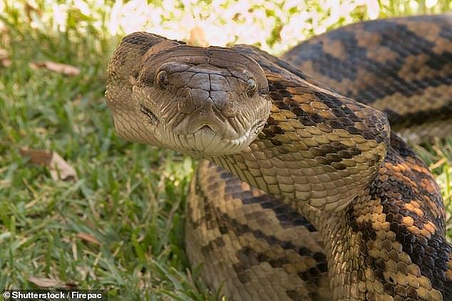 Mr Orme said it was a 'privilege' to see the snake-kill in action despite the horrifying nature of it (pictured, a stock image of a scrub python)