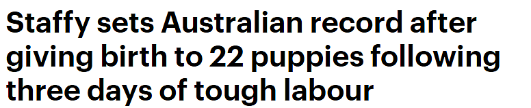 直逼世界纪录！历经25小时，澳服务犬产下22只幼崽，狗爸爸身份成谜（视频/组图） - 1