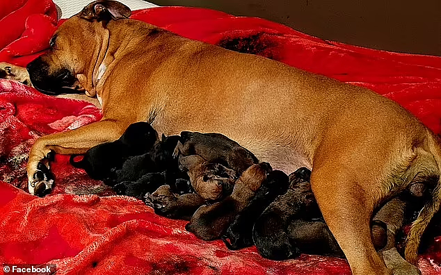 直逼世界纪录！历经25小时，澳服务犬产下22只幼崽，狗爸爸身份成谜（视频/组图） - 2