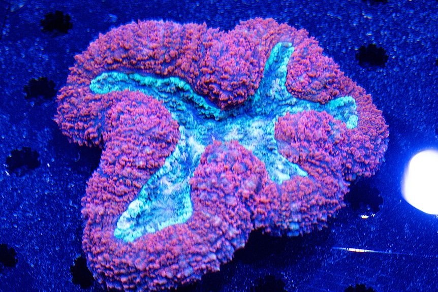 Colourful coral in a shallow tank.