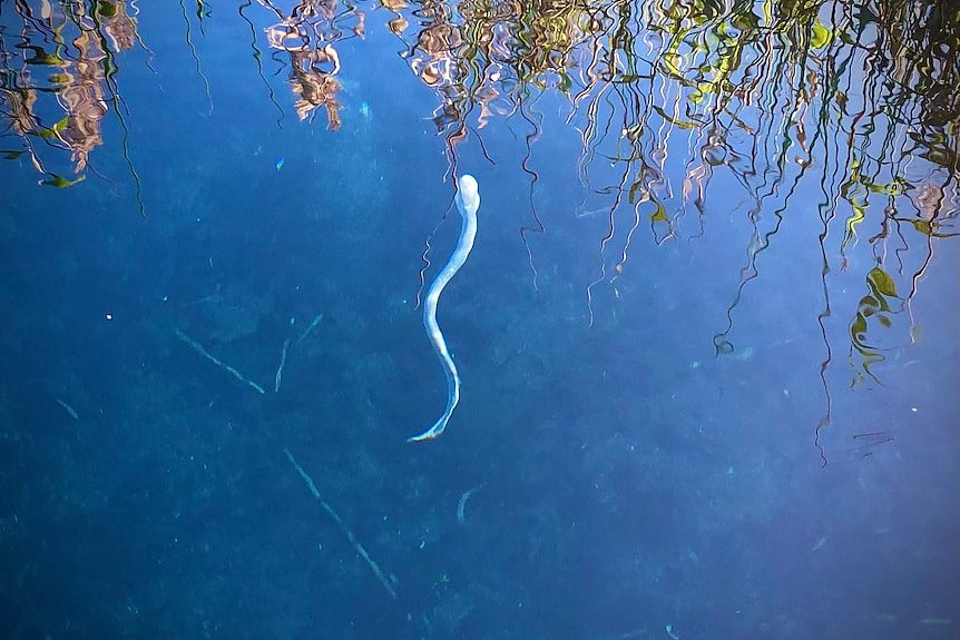 A silver eel-like fish swimming in fresh water. 