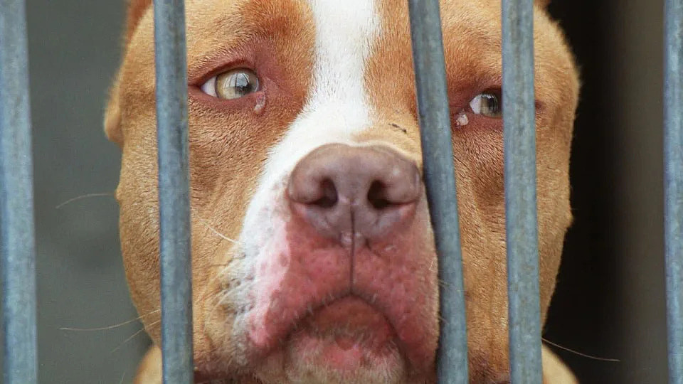 多名儿童遭狗攻击撕咬！昆州公布5个被禁止饲养犬种，狗主可面临最高5年监禁刑罚（图） - 2