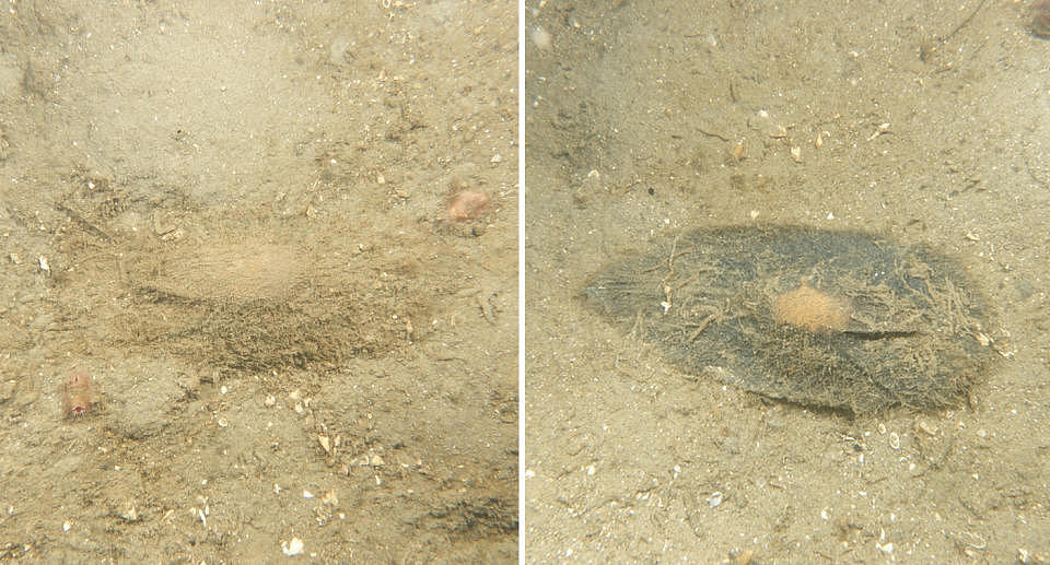 Left, an egg is barely visible hidden in the sand on the ocean floor. Right, a more prominent elephant fish egg can be seen, appearing grey with a orange centre in the sand. 