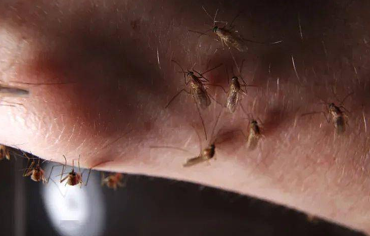 西澳现致命病毒，通过蚊媒传播，已有两人死亡，专家提醒：这些措施要做好（组图） - 4