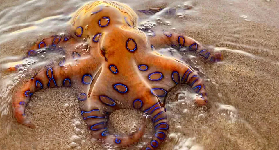 Blue-ringed octopus Mornington island, Queensland