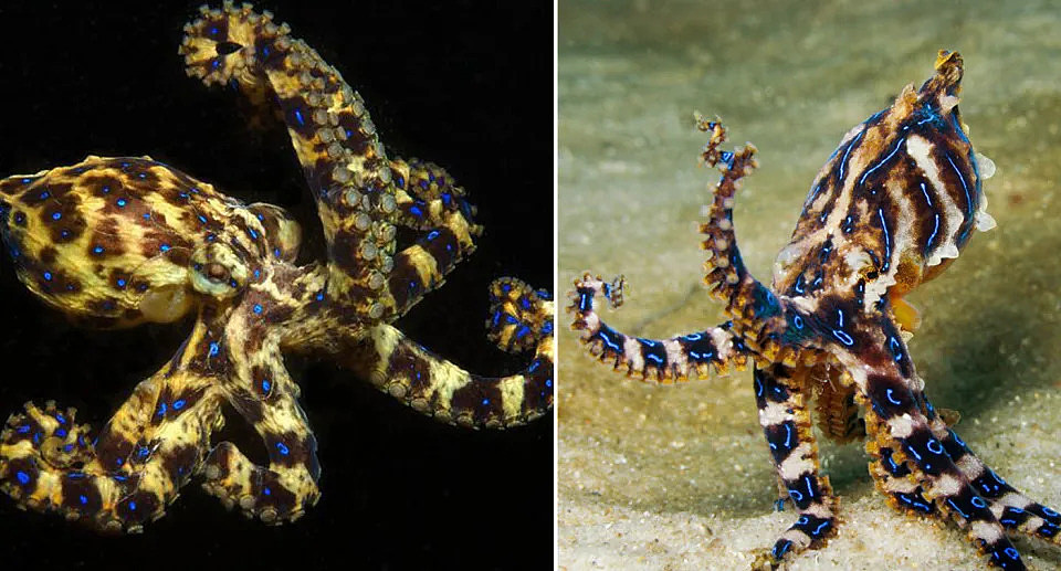 南方蓝环章鱼（Hapalochlaena maculosa）（左）和蓝纹章鱼（Hapalochlaena fasciata）（右）是两种常见的物种。 来源：谷歌图片