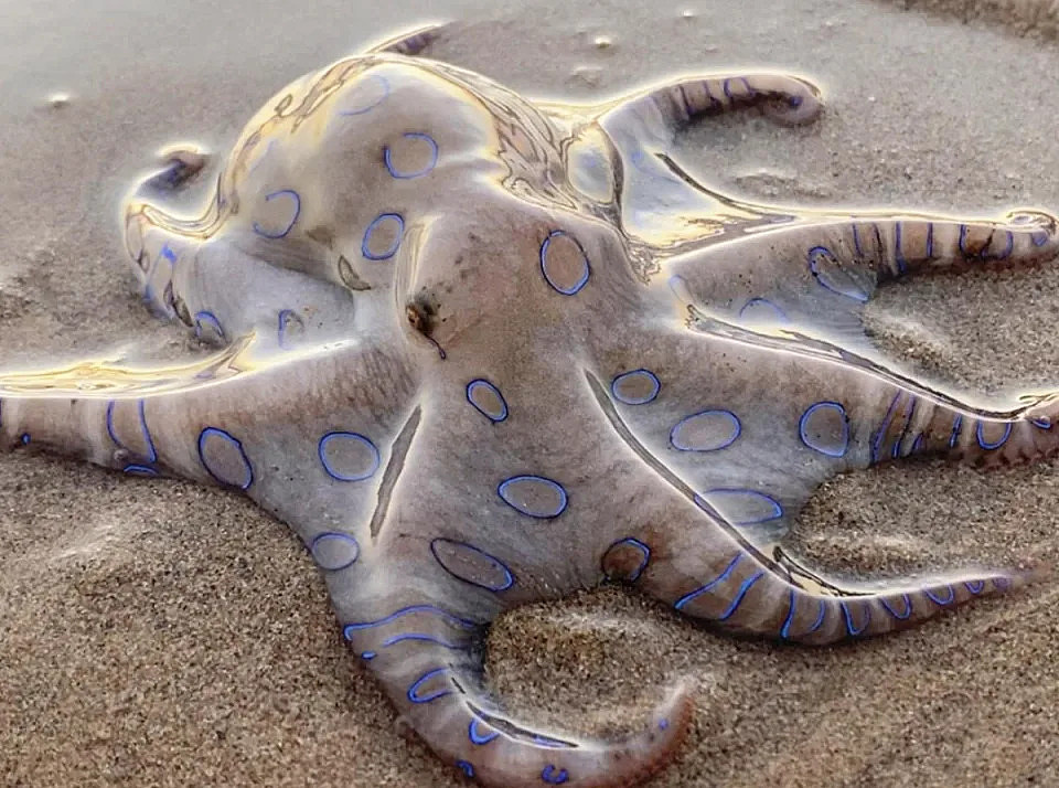 在昆士兰州莫宁顿岛的沙滩上发现的蓝环章鱼。