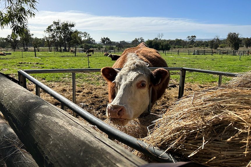 A brown and white cow sticks its head into a big bale of hay.