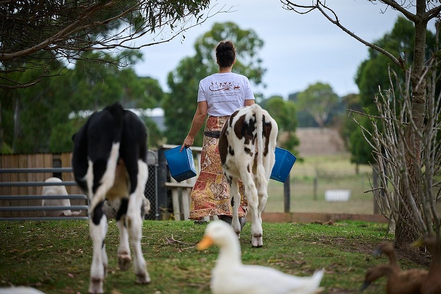 Cows walk behind a woman wearing a white tshirt