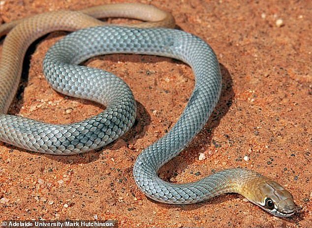 The snake is known to flee at the first threat of danger, however in the event of a bite the effected are would swell and become painful but not cause a serious threat to life