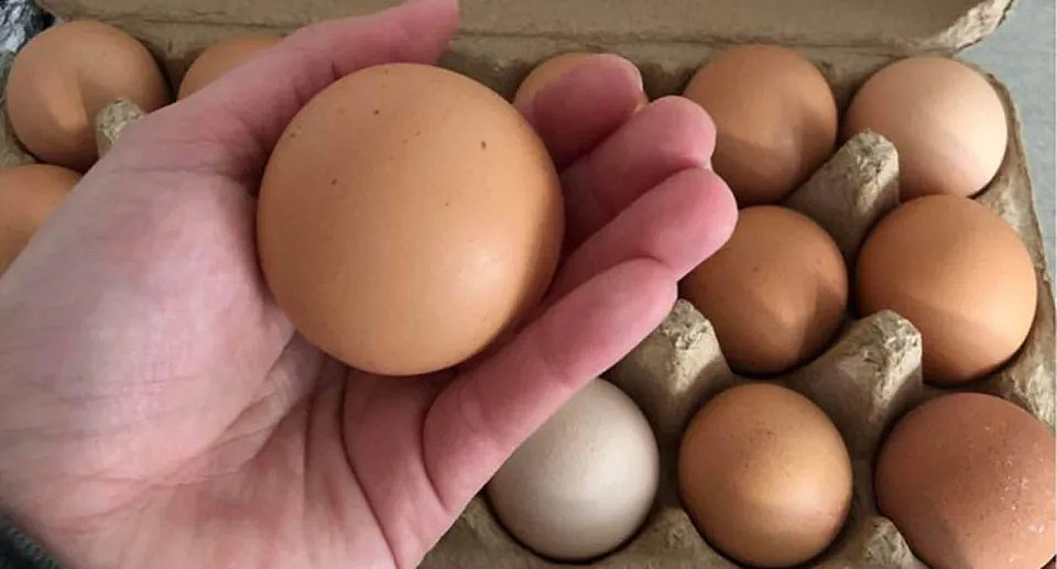 A person holds a round egg in their palm, with the rest of the carton seen in the background.