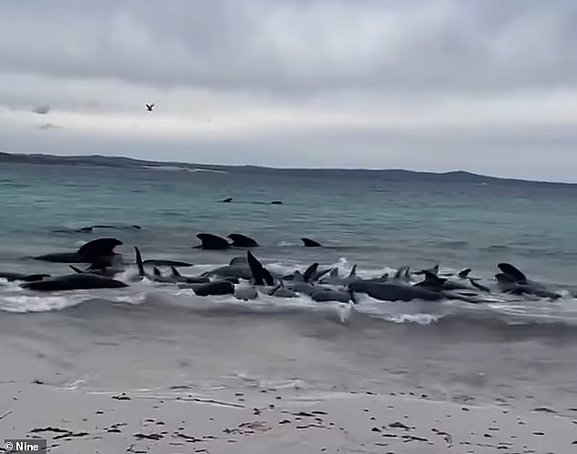 大群领航鲸搁浅西澳海滩，当地人冲到海湾施救！当局发警告（视频/组图） - 2