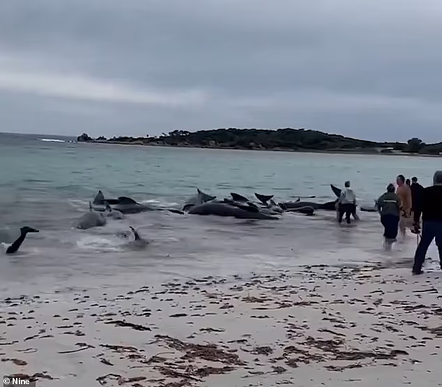大群领航鲸搁浅西澳海滩，当地人冲到海湾施救！当局发警告（视频/组图） - 3