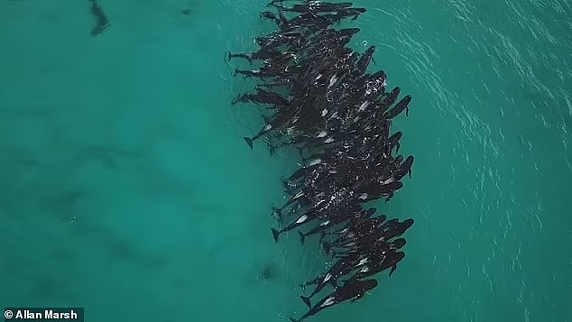 大群领航鲸搁浅西澳海滩，当地人冲到海湾施救！当局发警告（视频/组图） - 5