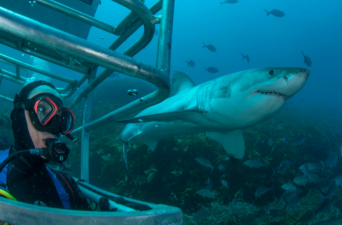 世界最多鲨鱼出没的水域揭晓！澳洲排行第二，榜首的累积袭击次数竟高达259件（组图） - 2