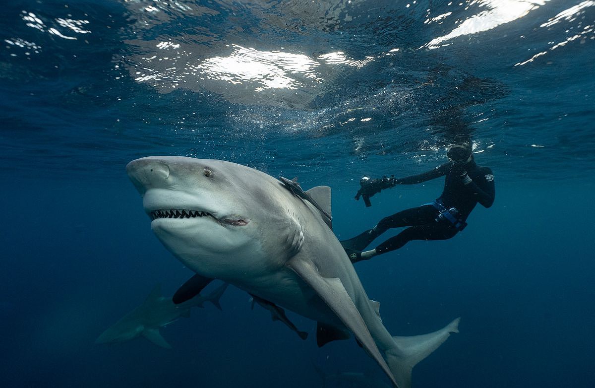 世界最多鲨鱼出没的水域揭晓！澳洲排行第二，榜首的累积袭击次数竟高达259件（组图） - 7