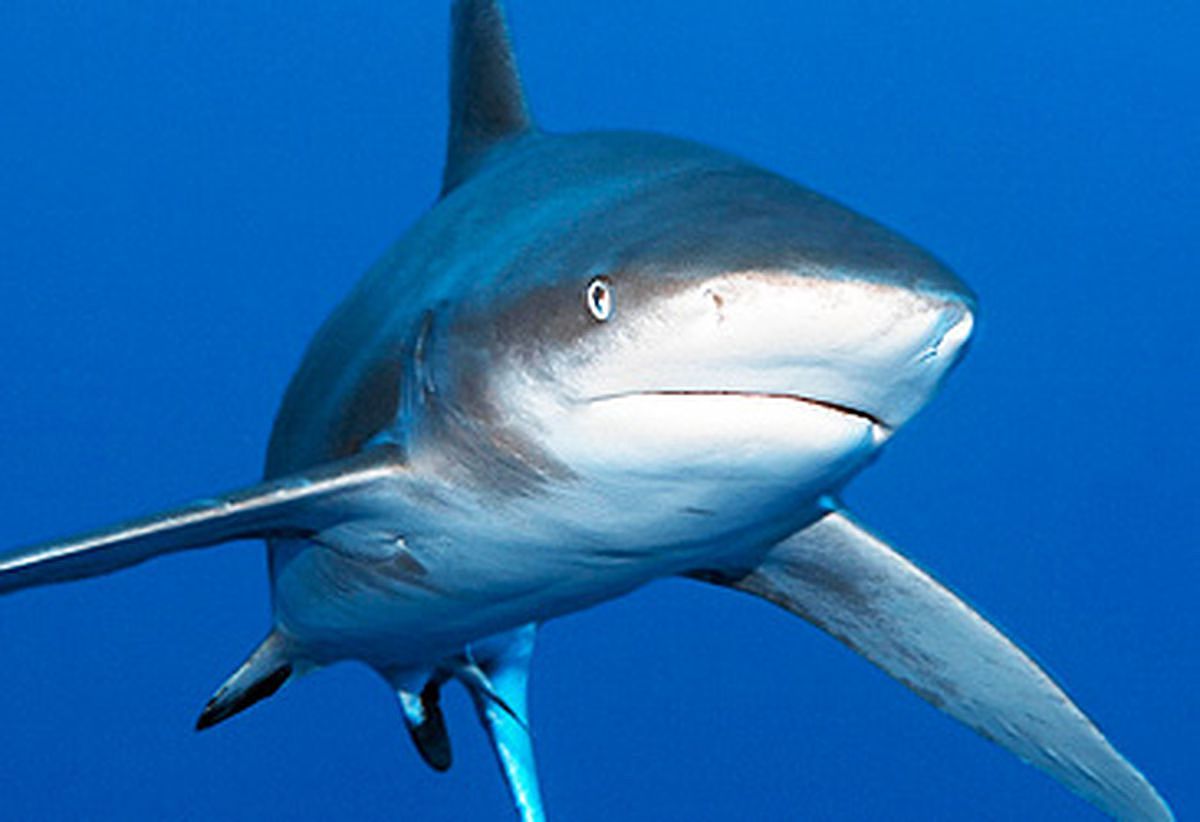 世界最多鲨鱼出没的水域揭晓！澳洲排行第二，榜首的累积袭击次数竟高达259件（组图） - 6