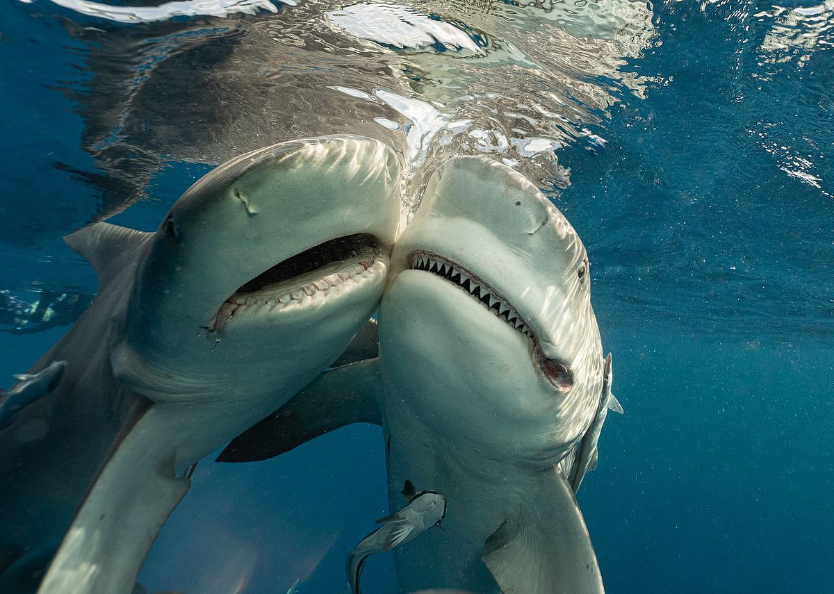 世界最多鲨鱼出没的水域揭晓！澳洲排行第二，榜首的累积袭击次数竟高达259件（组图） - 5