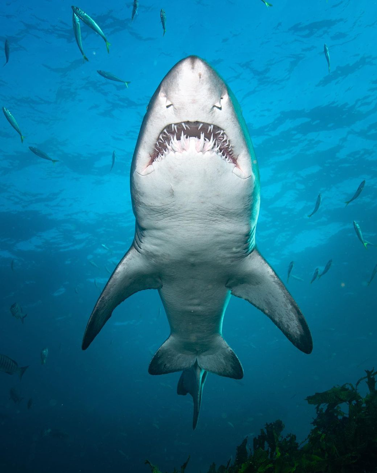 世界最多鲨鱼出没的水域揭晓！澳洲排行第二，榜首的累积袭击次数竟高达259件（组图） - 3