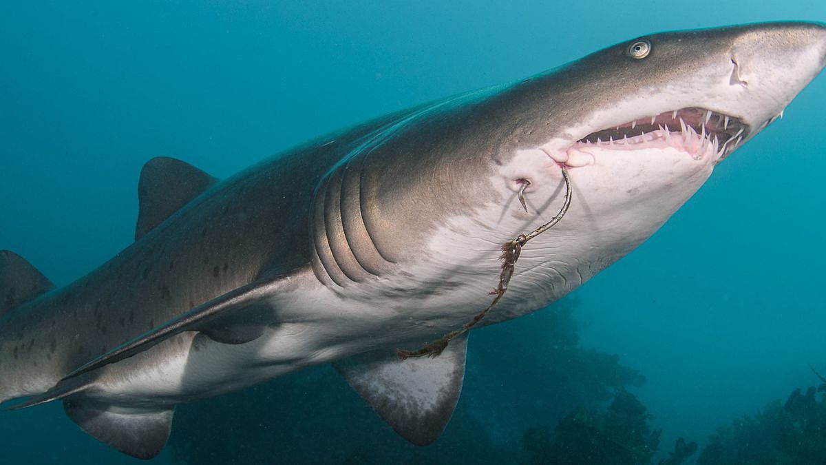 世界最多鲨鱼出没的水域揭晓！澳洲排行第二，榜首的累积袭击次数竟高达259件（组图） - 4
