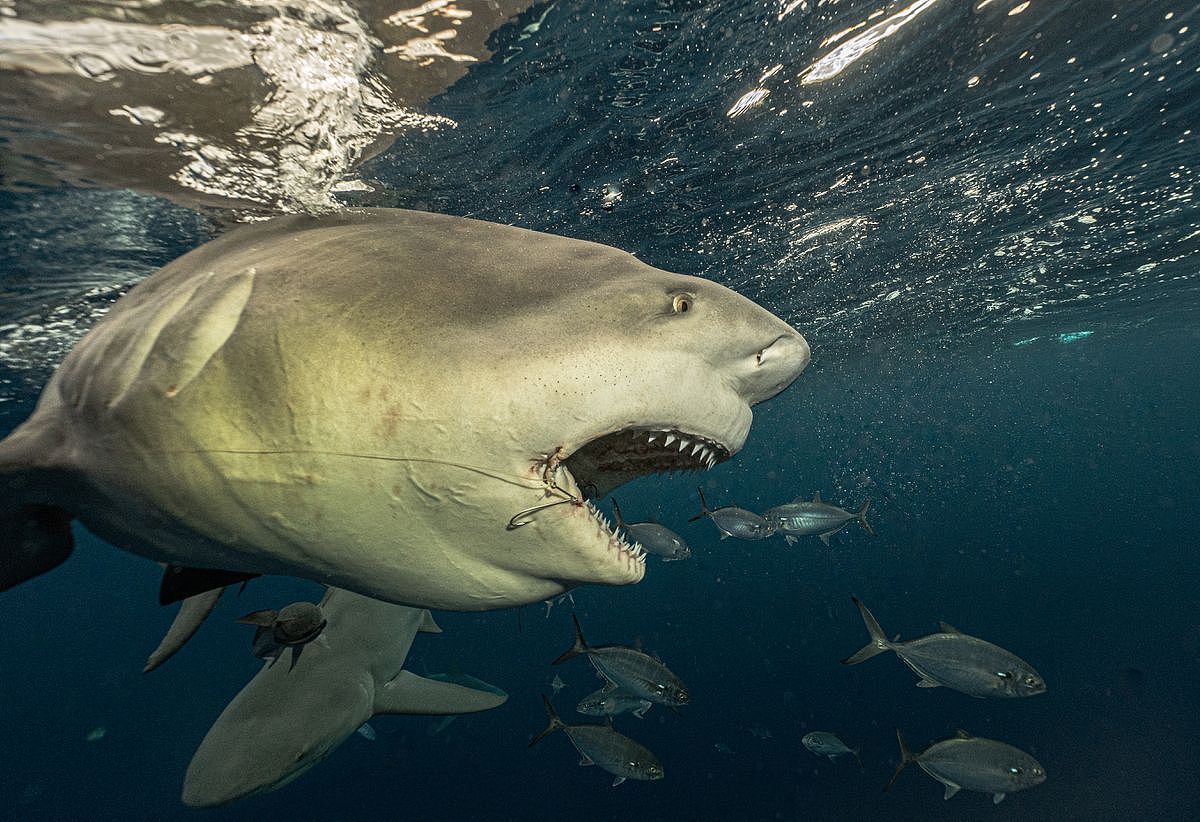 世界最多鲨鱼出没的水域揭晓！澳洲排行第二，榜首的累积袭击次数竟高达259件（组图） - 8