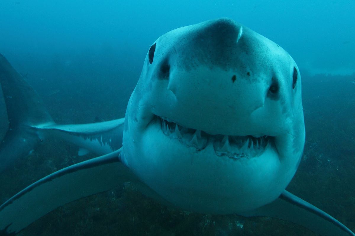 世界最多鲨鱼出没的水域揭晓！澳洲排行第二，榜首的累积袭击次数竟高达259件（组图） - 9