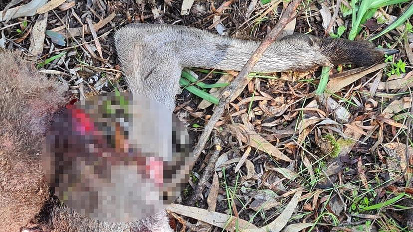 砍头剁脚，残忍至极！西澳发生多起虐待、虐杀袋鼠案件，小袋鼠也不放过（组图） - 4