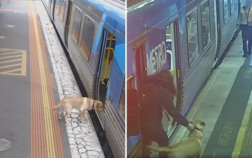 成功实现墨尔本自助游！悉尼狗狗趁主人不注意，直接跳上列车，最终被主人找回（组图） - 2