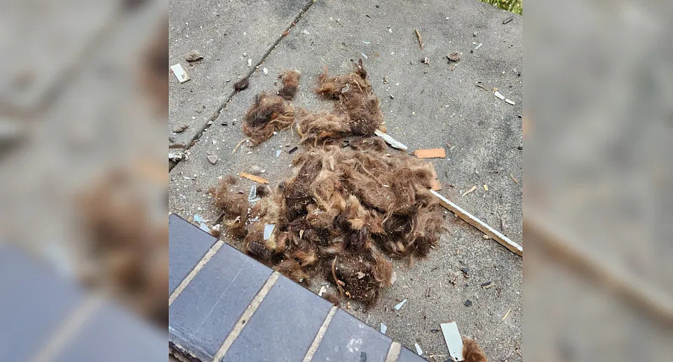 The human hair was all different coloured and had been stashed inside the walls, with severeal more bags found inside the roof. Source: Supplied