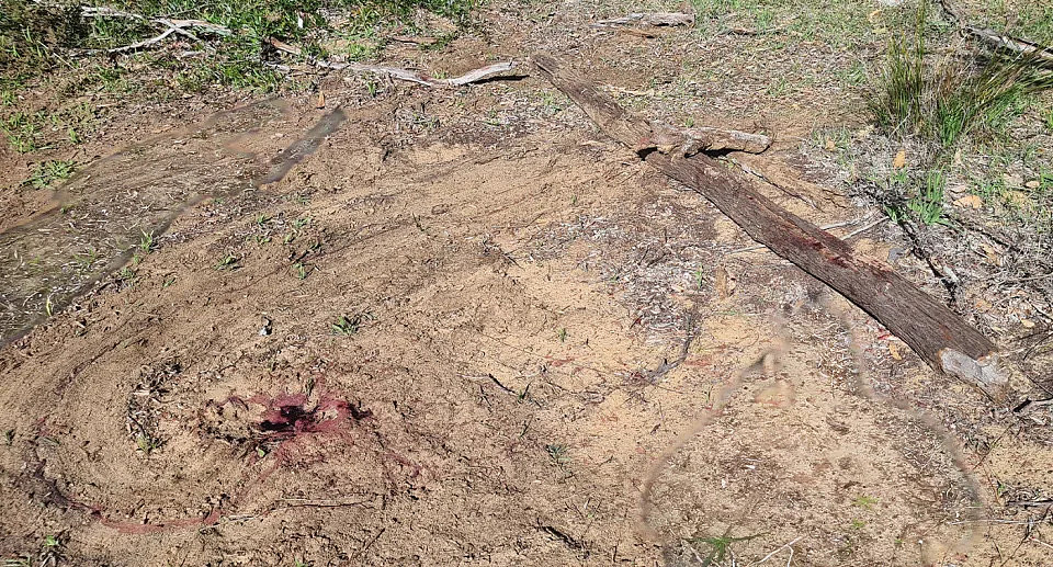 Drag marks on the dusty ground. There is a pool of blood in the dirt. The log is blood socked and split.