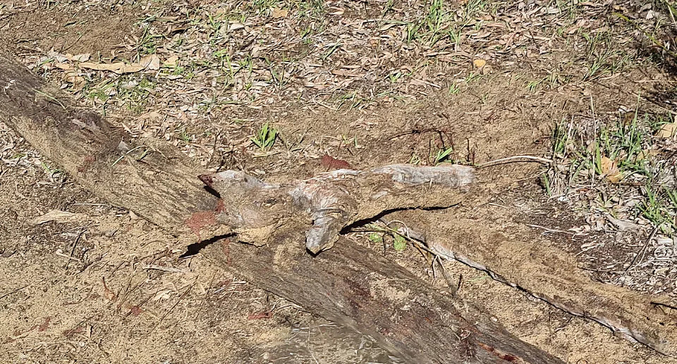 A close up image shows a spiked log covered in blood on top of another log.