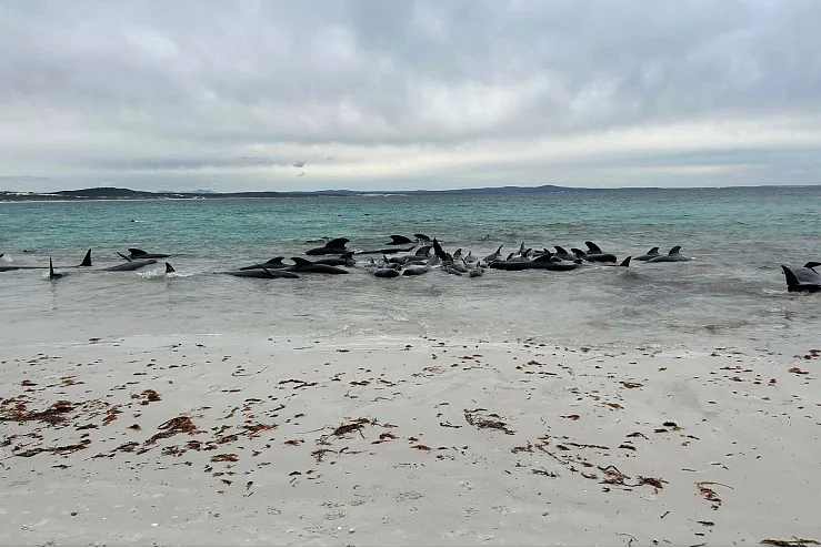 西澳搁浅鲸鱼救援宣告失败，45头鲸鱼被安乐死，场面令人心痛（组图） - 7