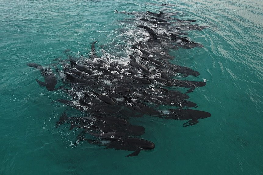 A large group of pilot whales in shallow water, as seen from above.