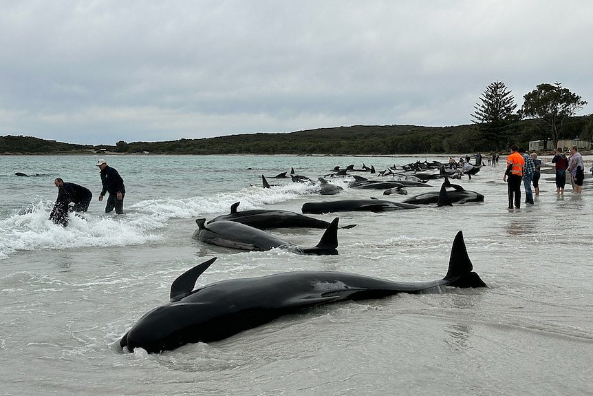 A line of whales stranded on a beach under grey skies.