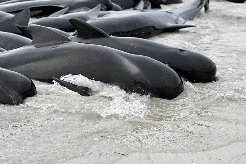 Whales stranded on the shoreline at a beach.