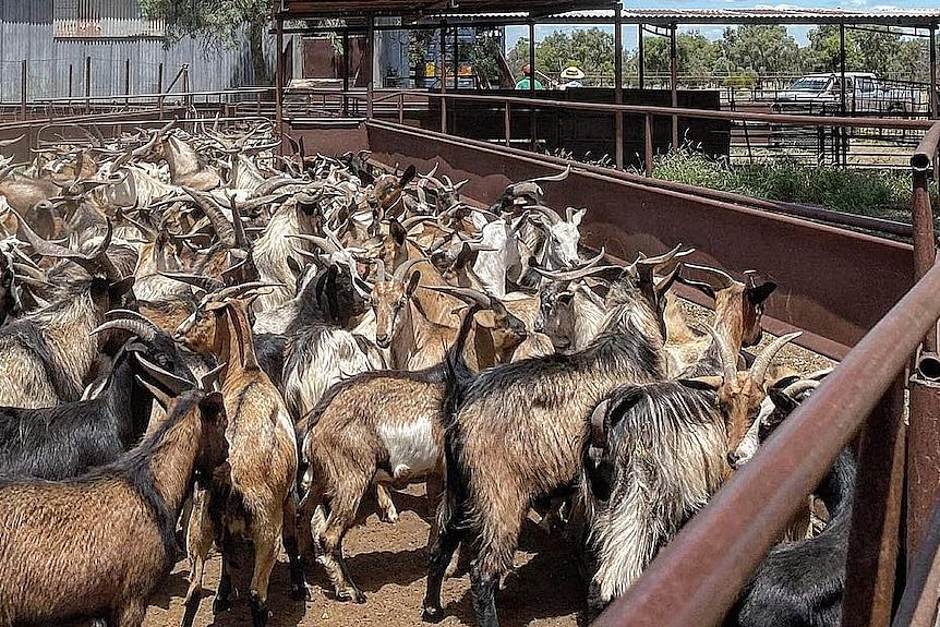 A holding pen crammed with goats on a clear, sunny day.
