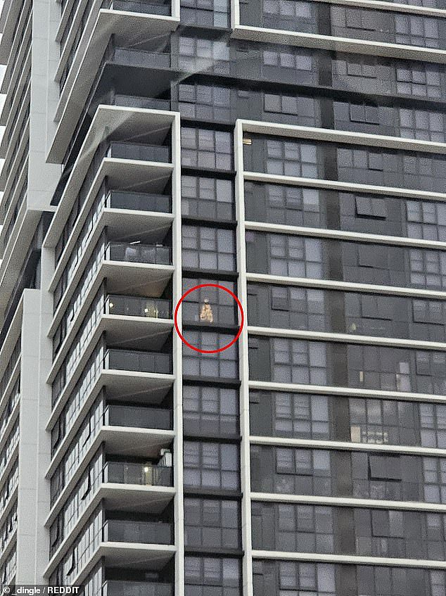 A Sydney man was left scratching his head after spotting a fully decorated Christmas tree in someone's apartment more than four months before the festive holiday