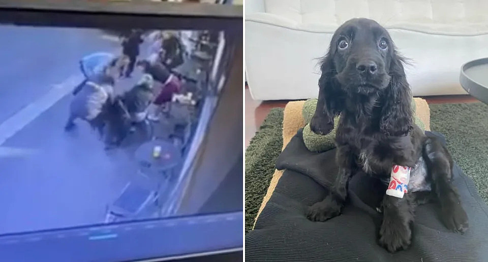 CCTV of patrons reacting to the dog attack and a photo of the puppy with a bandage on its arm. 
