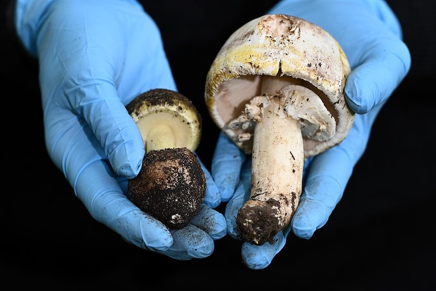 A close-up photo of two mushrooms being held by a research wearing blue rubber gloves.