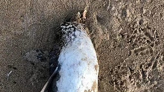 新州海滩惊现6只无头企鹅！野生动物死亡事件频发，当局介入调查（组图） - 2