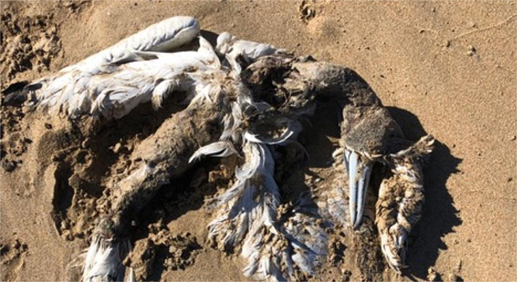 新州海滩惊现6只无头企鹅！野生动物死亡事件频发，当局介入调查（组图） - 4