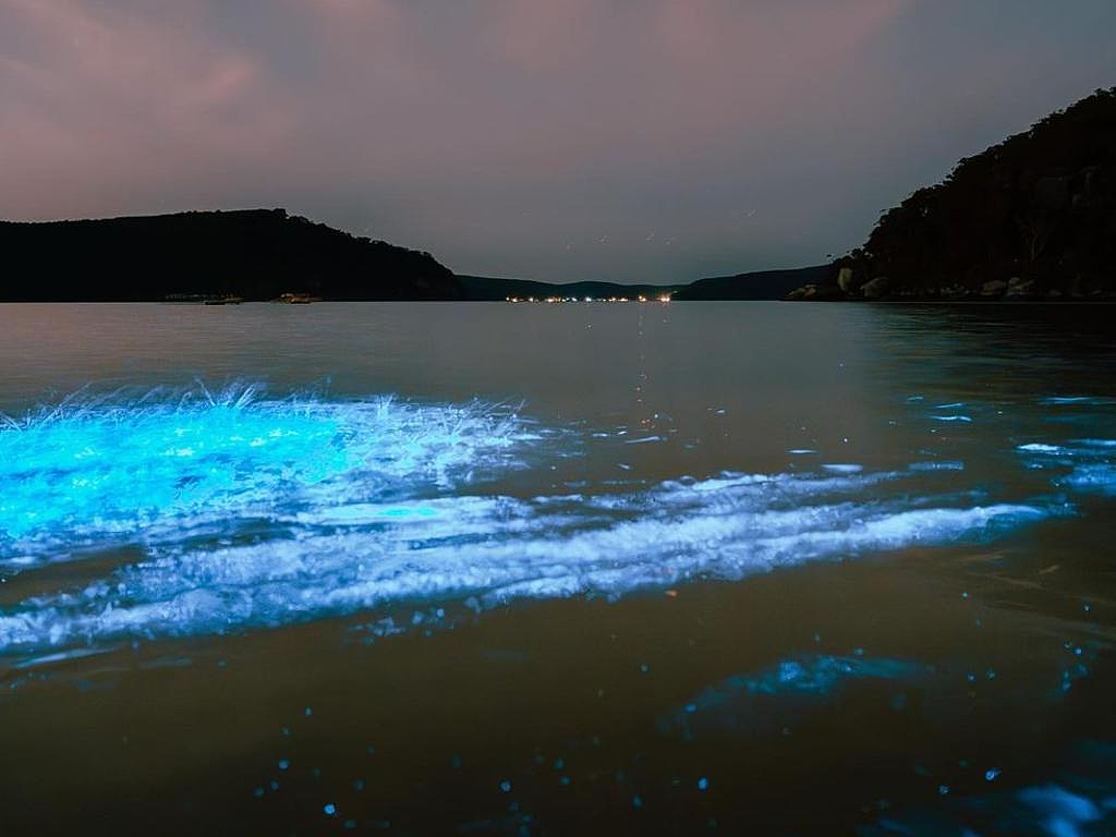 悉尼海滩惊现“蓝色荧光海”，场面壮观！专家：或是春天来临的信号（组图） - 4