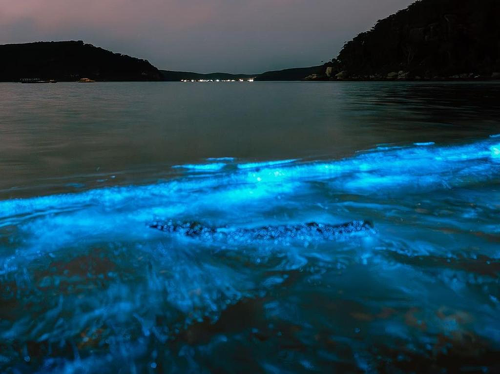 悉尼海滩惊现“蓝色荧光海”，场面壮观！专家：或是春天来临的信号（组图） - 5