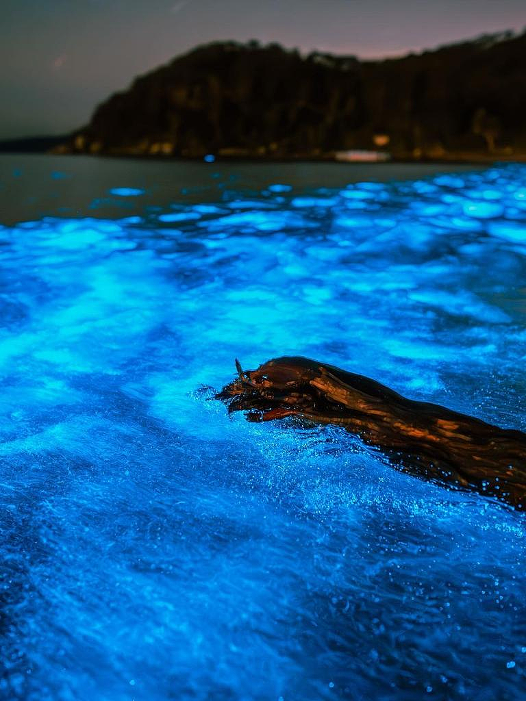 悉尼海滩惊现“蓝色荧光海”，场面壮观！专家：或是春天来临的信号（组图） - 3