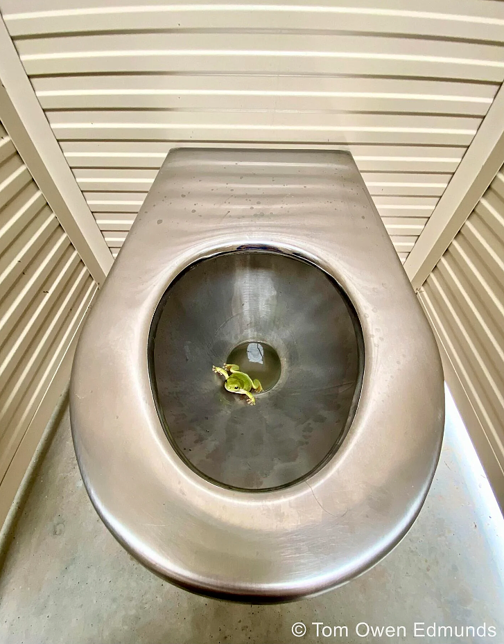 Frog in a toilet